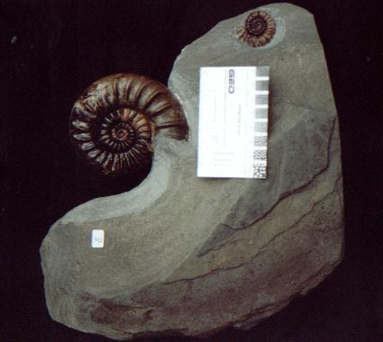 Ammonite, fossils of Asteroceras Obtusum, Charmouth, Dorset