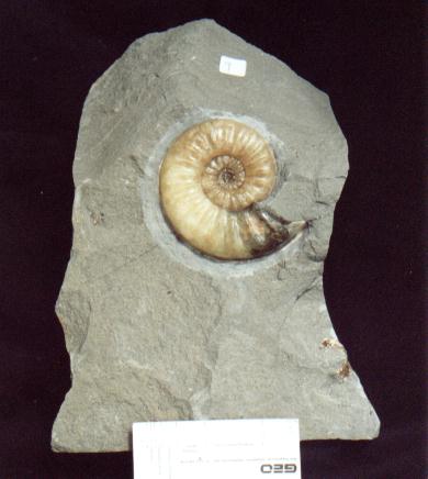 Ammonite, fossils of Asteroceras Obtusum, Charmouth, Dorset