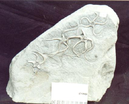 Starfish, fossils of Lytoceras Brittle star, Charmouth, Dorset
