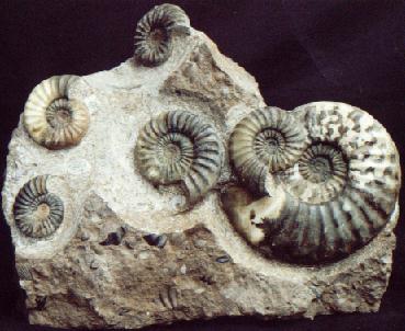 Ammonite, fossils of Asteroceras Obtusum, Charmouth, Dorset