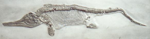 Cast of  Icthyosaur fossil , Charmouth, Dorset