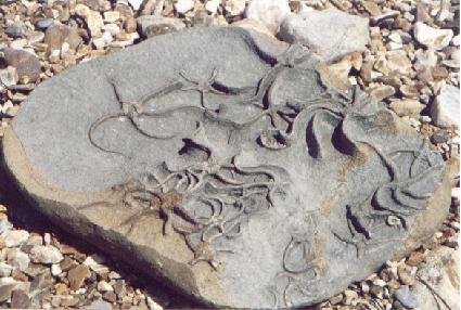 Fossils of Star fish, Brittle star Palaeocoma egertioni, Charmouth, Dorset