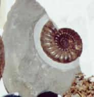 Ammonite, fossils of Asteroceras Obtusum, Charmouth, Dorset