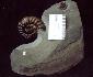 Charmouth Fossils, purchase, prepared, sale in UK