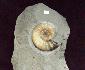 Charmouth Fossils, purchase, prepared, sale in UK