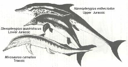 Marine life predators like dolphins that lived in Lyme Bay, Dorset, UK.