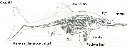 Marine life predators like dolphins that lived in Lyme Bay, Dorset, UK