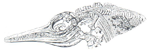 Photograph of arist's impression.