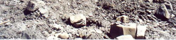 Photographs of mud flows where nodule hunting takes place.