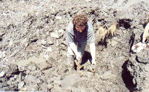 Ammonites and crinoids found here