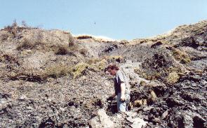 Tony Gill preparing to dig and collecting ammonites and crinoids, these will be sold at the Charmouth Fossil shop.