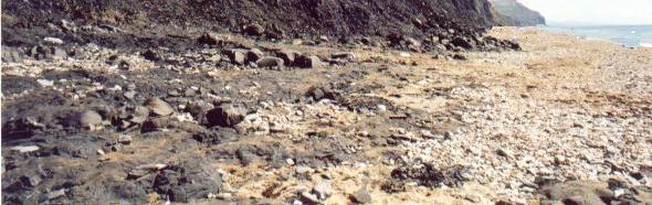 Cliffs on the jurassic coast of Dorset UK, near Lyme Regis, near the Charmouth fossil shop.