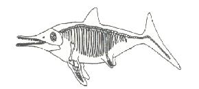 Preparation of ichthyosaur from nodules.