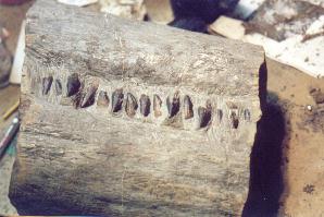 Preparing and preserving the giant ichthyosaur at Charmouth Fossils.