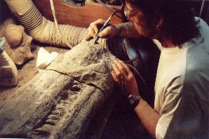 Preparing and preserving the giant ichthyosaur at the Charmouth Fossil Shop.