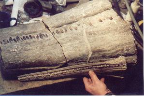 Preserving the giant at the Charmouth Fossil Shop.