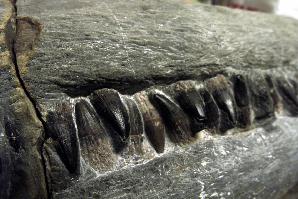 Preserving the giant at the Charmouth Fossil Shop.