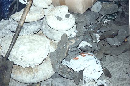 Fossils collected by Charmouth Fossil Shop